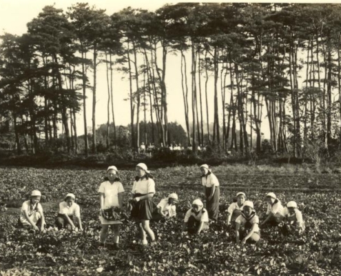 1945年校庭でサツマイモの収穫
